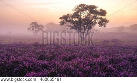 Blooming Heather Fields, Purple Pink Heather In Bloom, Blooming Heater Veluwe Zuiderheide Park