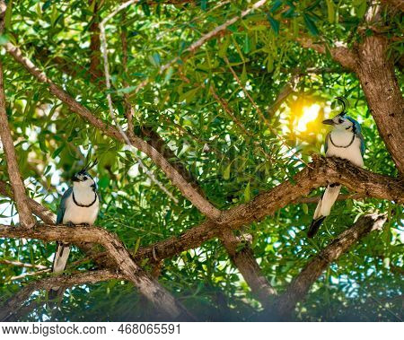 Two White-throated Magpie (calocitta Formosa) On A Tree Branch. View Of Two White-throated Magpies P
