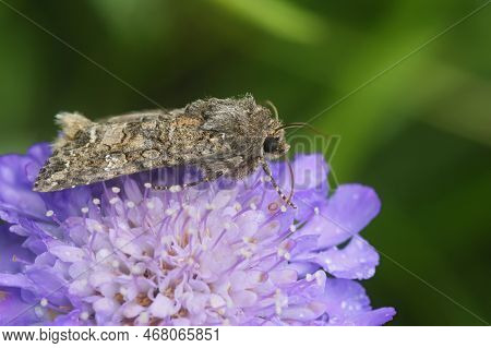 Detailed Closeup On A Nutmeg Or Clover Cutworm Owlet Moth, Hadula Or Anarta Trifolii Sitting On A Pi