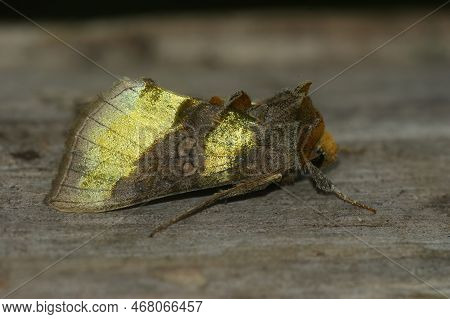 Detailed Closeup On The Colorful Burnished Brass Owlet Moth, Diachrysia Chrysitis Sitting On Wood