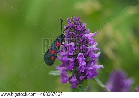 Colorful Closeup On A Five Spot Burnet Moth, Zygaena Trifolii, On A Purple Flower Against A Green Bl
