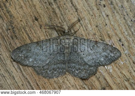 Detailed Closeup On A Hypomecis Punctinalis, The Pale Oak Beauty Geometer Moth With Spread Wings