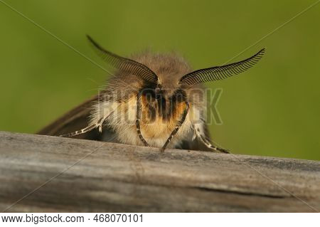 Detailed, Hairy Frontal Colorful C Loseup On A Muslin Moth, Diaphora Mendica, Sitting On A Twig