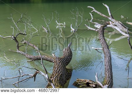 Coarse Woody Debris At Lake Hinterbruehl In Munich, Bavaria