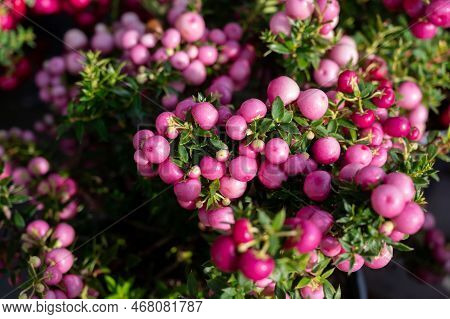 Beautiful Garden Plant For Winter With Red Or Pink Berries Gaultheria Teaberry Plant