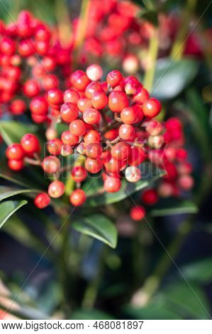 Red Berries Of Winter Blossoming Garden Plant, Evergreen Skimmia Japonica  Ornamental Plant