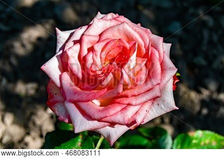 Photography On Theme Beautiful Wild Growing Flower Rose