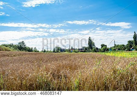 Photography On Theme Big Wheat Farm Field For Organic Harvest