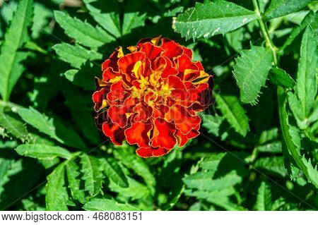 Fine Wild Growing Flower Marigold Calendula On Background Meadow