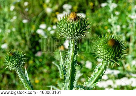 Beautiful Growing Flower Root Burdock Thistle On Background Meadow