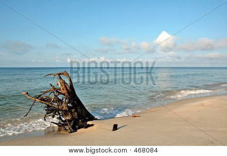 Beach_driftwood