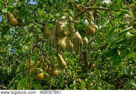 A Large Crop Of Conference Pears, Latin Name Pyrus Communis, Ripening On A Tree In The September Sun
