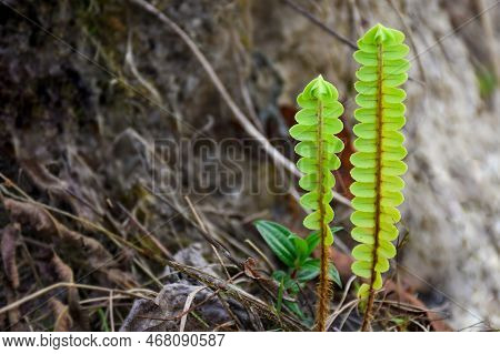 Nephrolepis Exaltata, The Sword Fern Is Admired For Able To Survive With Fairly Low Levels Of Water,