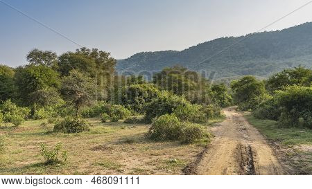 Dirt Road For Safari In The Jungle. Ruts And Tire Tracks Are Visible. Grass, Green Trees, Bushes Gro