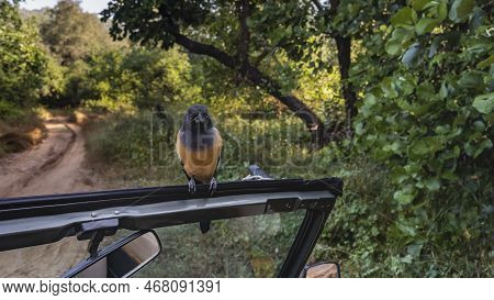 An Indian Tree Magpie Rufous Treepie Sat Down On The Windshield Of A Car. Orange-black Plumage, Beak