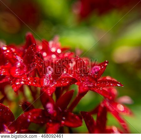 Macro Photo. Red Egyptian Starcluster(starflower) Flower And Water Drops. Green Blurred Background O