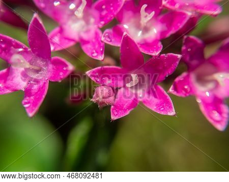 Macro Photo. Pink Egyptian Starcluster(starflower) Flower And Water Drops. Green Blurred Background 