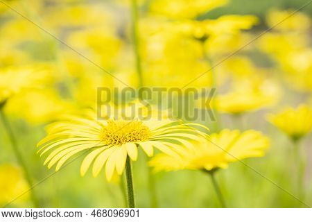 Yellow Spring Flowers On A Yellow Background, Flowers In The Form Of A Background. Spring Background