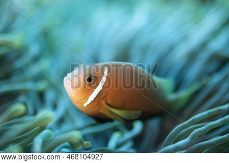 Maldives Anemonefish (amphiprion Nigripes). North Male Atoll, Maldives
