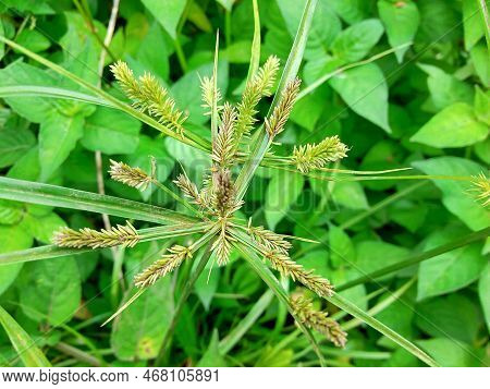 Closeup Cyperus Rotundus Or Nut Grass Or 