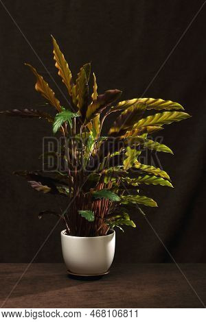 Bush Room Calathea Rufibarba In A Pot On A Brown Background