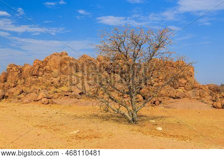 Namibian Landscape, Red Ground And African Vegetation Around. Damaraland, Homelands In South West Af