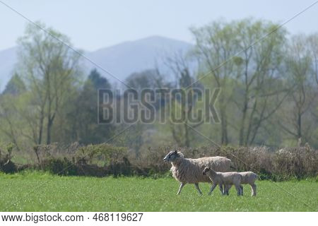 Two Young Lambs Cuddle Up Close To Their Mother As They Walk Across A Luscious Green Field. Near The
