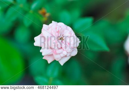 Rose Or Pink Rose ,rosa Hybrida Or Rosa Or Rosaceae Or Rosa Chinensis Jacq Var Minima Voss Or Small 