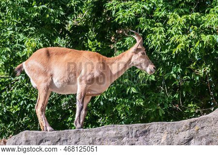 Mountain Goat Or East Caucasian Tur, Female, Latin Name Carpa Cylindricornis. It Is Critically Endan