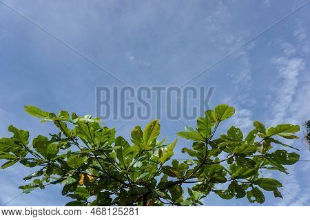 Terminalia Catappa Under Blue Sky With Copy Space