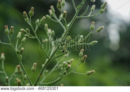horseweed flower (Conyza sumatrensis) with copy space