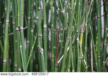 Equisetum Debile (horsetail) ; Cylindrical, Hollow And Stem