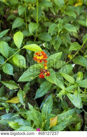 Portrait View Of Pink Lantana Camara With Blurred Background Of Leaves. Pink Seasional Flower