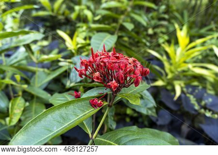 Red Ixora Coccinea.ixora Coccinea Flower In Selective Focus. Scientific Name Is Ixora Coccinea