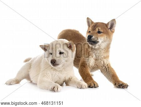 Young Shiba Inus In Front Of White Background