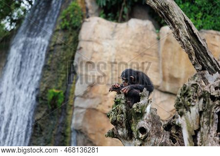 Splendid Exemplar Of Monkey In A Naturalistic Environment.