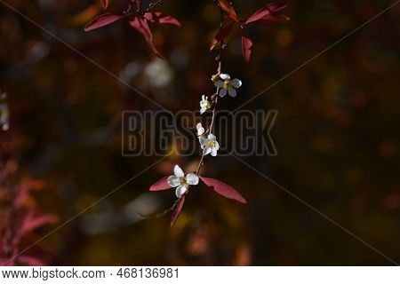 Thunberg's Meadowsweet ( Spiraea Thunbergii )autumn Leaves And Flowers Blooming Out Of Season.rosace