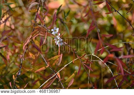 Thunberg's Meadowsweet ( Spiraea Thunbergii )autumn Leaves And Flowers Blooming Out Of Season.rosace