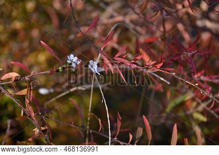 Thunberg's Meadowsweet ( Spiraea Thunbergii )autumn Leaves And Flowers Blooming Out Of Season.rosace