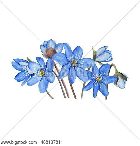 Hepatica Blue Spring Flowers Watercolor Illustration. Isolated On White Background.