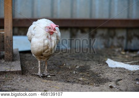A Chicken With White Plumage And A Red Comb Stands Alone During A Walk In A Farmyard, Shrunken From 