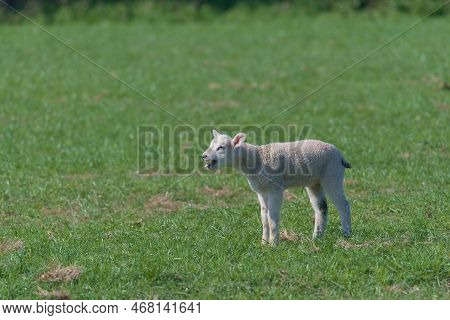 Young Lamb Bleats Extremely Loudly, Pushing Head Forward And Sticking Tongue Out. Lit By Strong Mid 