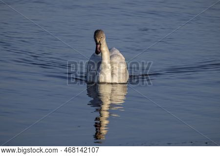 The Tundra Swan (cygnus Columbianus), Young Bird On The Lake. This Is A Small Swan.