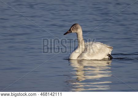 The Tundra Swan (cygnus Columbianus), Young Bird On The Lake. This Is A Small Swan.