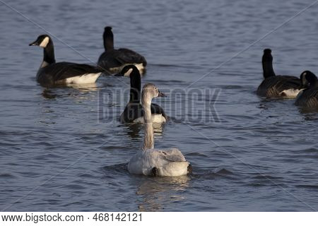 The Tundra Swan (cygnus Columbianus), Young Bird On The Lake. This Is A Small Swan.