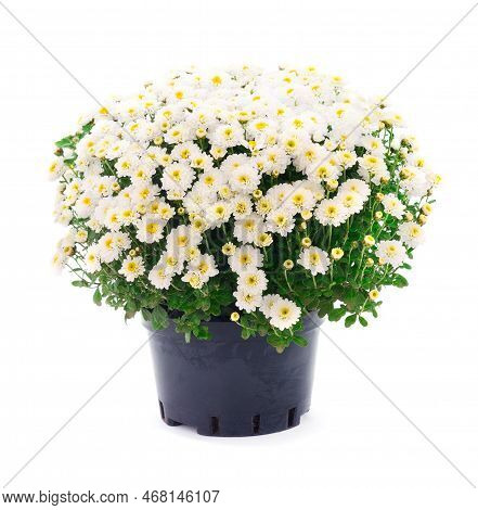 Autumn Beautiful Whitel Flowers Of Chrysanthemum In The Pot Isolated On White Background.
