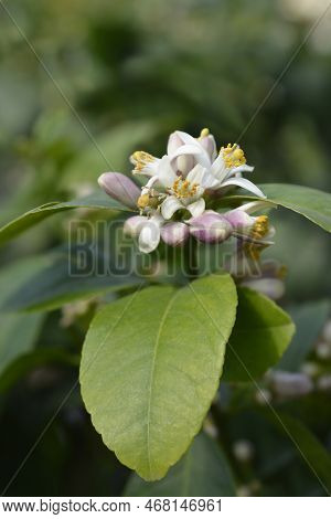 Meyer Lemon White And Pink Flowers In The Spring