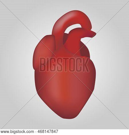 Heart Of Human . Cardiovascular System . Realistic Design . Isolated . Vector Illustration .