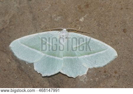 Detailed Closeup On The Light Emerald Geometer Moth,campaea Margaritata, With Spread Wings