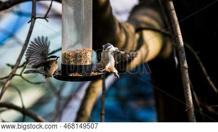 Black Capped Chickadee And White Breasted Nuthatch At Bird Feeder With Seeds